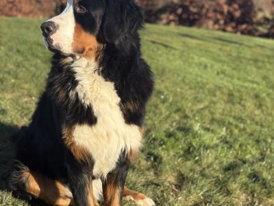 IKC Registered Bernese Mountain Dog for stud in Kilkenny