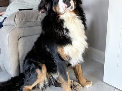 IKC Registered Bernese Mountain Dog for stud in Kilkenny