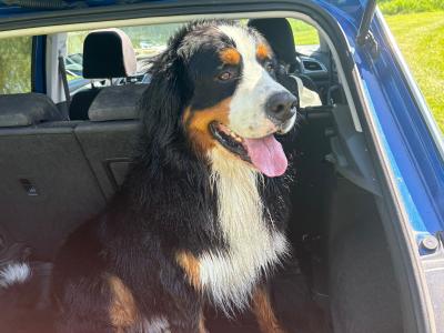 IKC Registered Bernese Mountain Dog for stud in Kilkenny