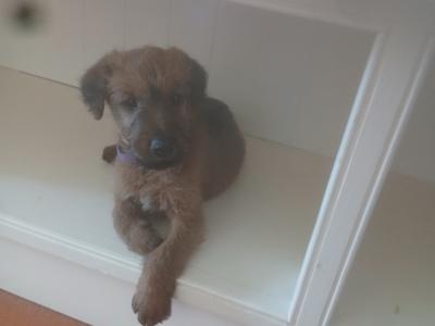 5 IKC Registered Irish Terrier puppies in Tipperary