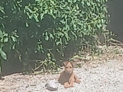 5 IKC Registered Irish Terrier puppies in Tipperary