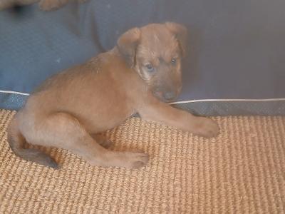 5 IKC Registered Irish Terrier puppies in Tipperary