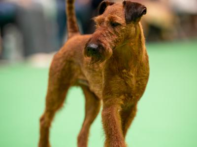 5 IKC Registered Irish Terrier puppies in Tipperary