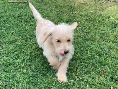 Westipoo puppies in Wexford