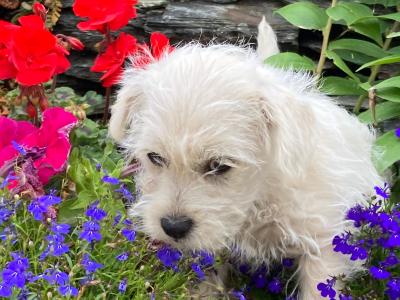 Westipoo puppies in Wexford