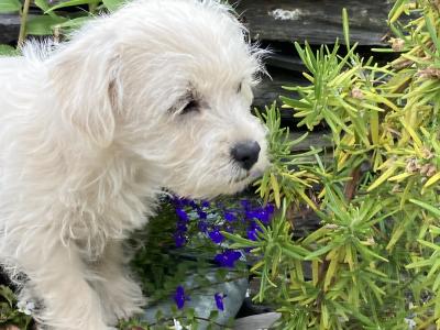 Westipoo puppies in Wexford