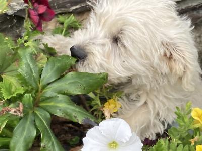 Westipoo puppies in Wexford