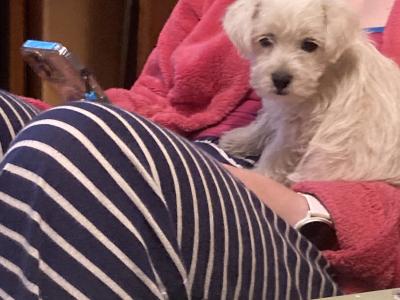Westipoo puppies in Wexford