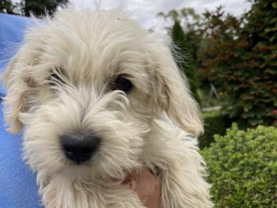Westipoo puppies in Wexford