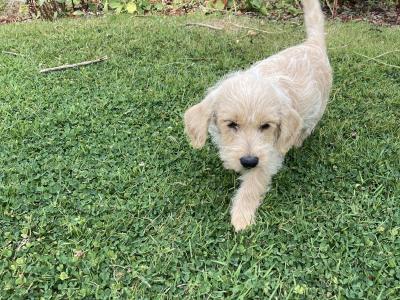 Westipoo puppies in Wexford