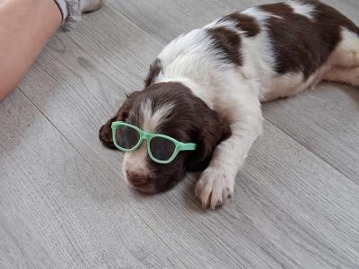 Springer Spaniel puppies in Galway