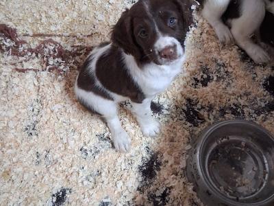 Springer Spaniel puppies in Galway