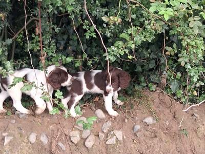 Springer Spaniel puppies in Galway