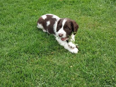Springer Spaniel puppies in Galway