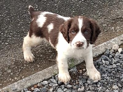Springer Spaniel puppies in Galway