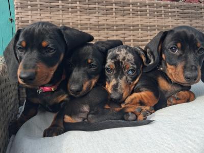 3 miniature Dachshund puppies for sale in Limerick