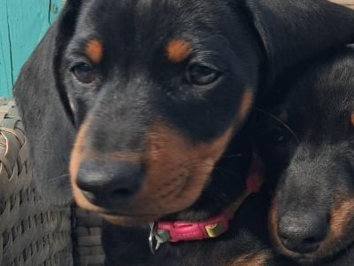 3 miniature Dachshund puppies for sale in Limerick