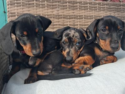 3 miniature Dachshund puppies for sale in Limerick