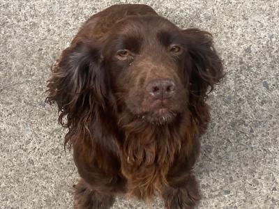Sprocker puppies in Carlow