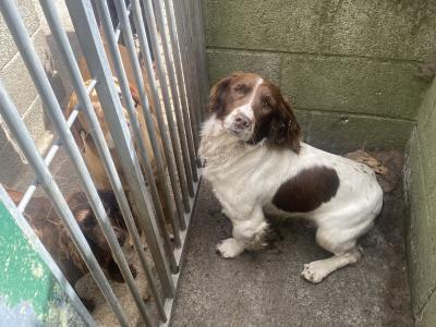 Sprocker puppies in Carlow