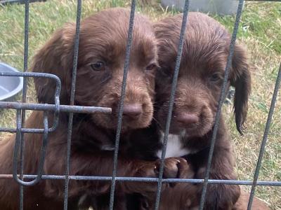 Sprocker puppies in Carlow