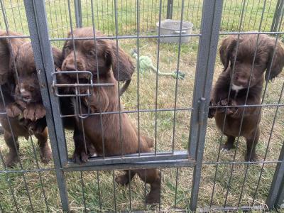Sprocker puppies in Carlow