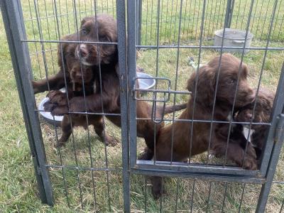 Sprocker puppies in Carlow
