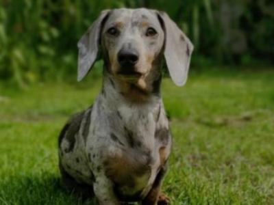 3 miniature Dachshund puppies for sale in Limerick