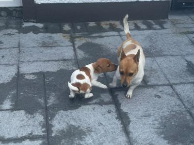 Purebred male Jack Russell Terrier puppy in Longford