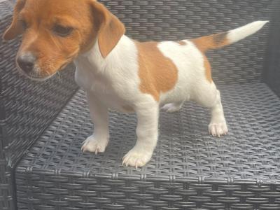 Purebred male Jack Russell Terrier puppy in Longford