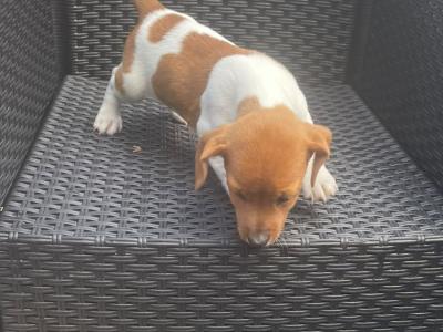Purebred male Jack Russell Terrier puppy in Longford
