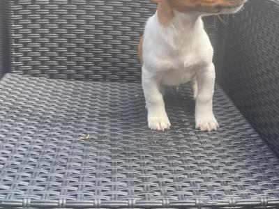 Purebred male Jack Russell Terrier puppy in Longford