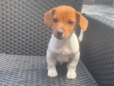 Purebred male Jack Russell Terrier puppy in Longford