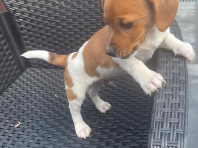 Purebred male Jack Russell Terrier puppy in Longford