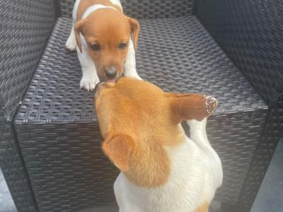 Purebred male Jack Russell Terrier puppy in Longford