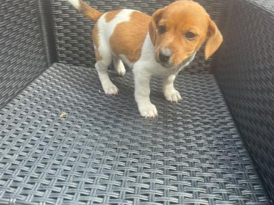 Purebred male Jack Russell Terrier puppy in Longford