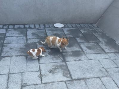 Purebred male Jack Russell Terrier puppy in Longford
