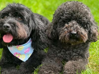 (All pups on hold)Registered Breeder / Toy Cockapoo puppies in Wexford