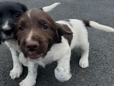 IKC Registered (Pending) English Springer Spaniel pups in Limerick