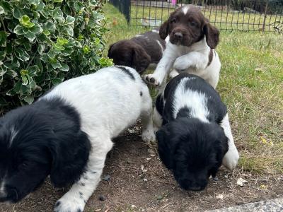 IKC Registered (Pending) English Springer Spaniel pups in Limerick