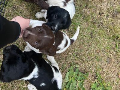 IKC Registered (Pending) English Springer Spaniel pups in Limerick