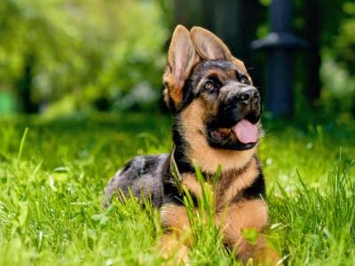 Purebred German Shepherd puppies in Tipperary