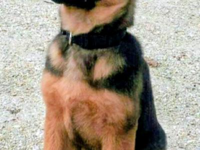 Purebred German Shepherd puppies in Tipperary