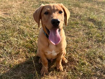 Gorgeous male Labrador puppy 6 months old in Wicklow