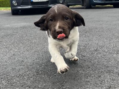 IKC Registered (Pending) English Springer Spaniel pups in Limerick