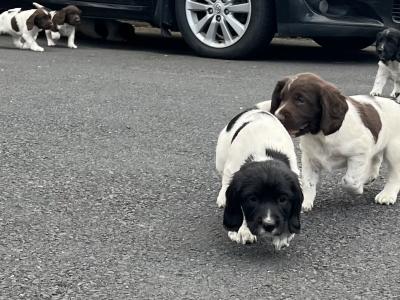 IKC Registered (Pending) English Springer Spaniel pups in Limerick