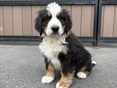 Bernese Mountain Dog x Newfoundland puppies for sale in Carlow