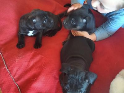 🔥last Staffy pup available 🐶