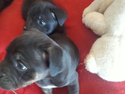 🔥last Staffy pup available 🐶