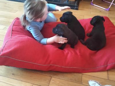 Tricolor 🔥Staffy (Staffordshire Bull Terrier) pups in Offaly
